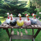 Gallina decorativa in resina