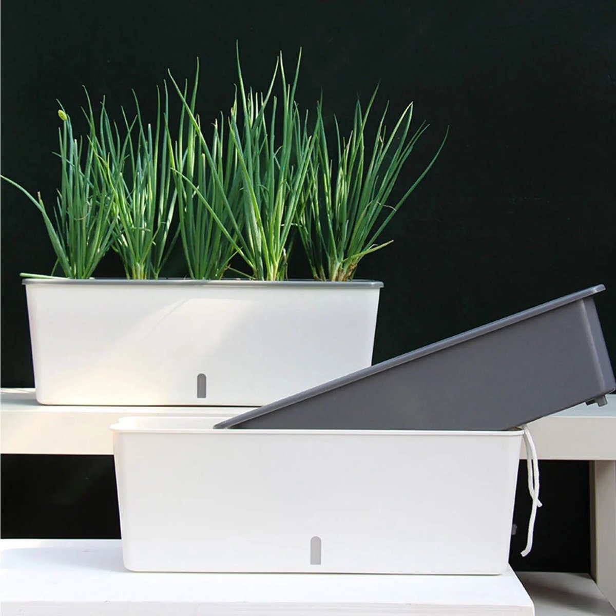 Image of Women's Self-Watering Planter